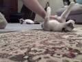 Katze über den Boden schieben