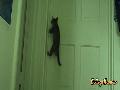 Katze öffnet Tür