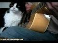 Gitarren Katze