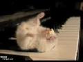 Hamster On a Piano Eating Popcorn