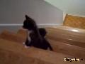 Kittens Reenact 'Cliffhanger' on Stairs