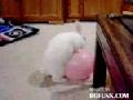 http://www.bofunk.com/video/9355/white_rabbit_with_balloon.html