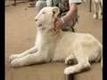 Actual Birth of White Lion Cubs