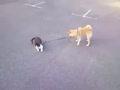 Dog Tries To Motivate Lazy Cat For Walk
