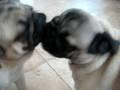 Hot Pugs Kisses