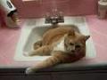 Talking cat in sink