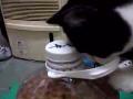 Cat Steals Peanut