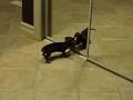 Mini Dachshund Puppy Plays With Mirror
