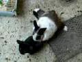 Cat Attacks Rabbit
