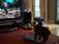 Skateboarding Dog Plays Video Game