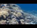 Great Barrier Reef - Das Paradies im Meer 1-2