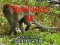 /851f3373fe-monkeys-in-nature-thailand-a-siampedia-clip