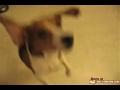 /bfacaad837-beagle-tricks