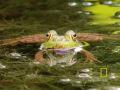 Frogs in Focus