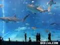 http://www.bofunk.com/video/9024/worlds_coolest_giant_aquarium.html
