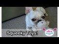 Squeeky Toys!