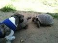 Dog saved by Tortoise