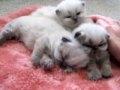 /7f3f3b0b4b-cute-kittens-yawning