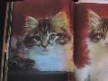 Kittens inspired by Barack Obama