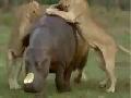 Lions attacking a Hippo