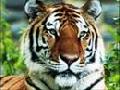 abba i am the tiger