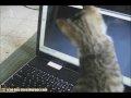 Kitteh Discovers the Computer