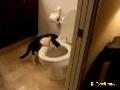 Katze entdeckt Klospülung