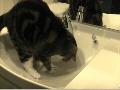 Desperate Sink Cat