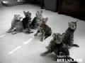 http://www.bofunk.com/video/8985/syncronized_cats.html