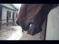 Horse Personal Hygiene