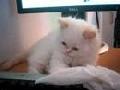 Adorable Cream Point Himalayan Persian Kitten playing : )