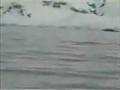 Pinguin entkommt Wal