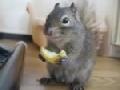 Eichhörnchen isst Zitrone