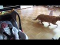 **  Cats and dogs meeting babies ...  **