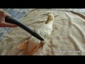 /a7eef39c26-vacuuming-my-duck