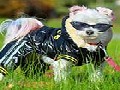 Princess Pixie Pants: A Fashion Conscious Rescue Dog