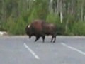 Bison-Attacke im Yellowstone Park