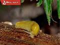 /5054ca57ba-banana-slug-eating