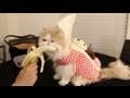 Halloween Cute Banana Cat