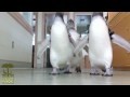 Pinguin läuft Kamara um