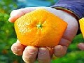 Farmers in Japan Grow Pentagon Shaped Oranges