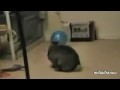 Bunny tries to make love to balloons
