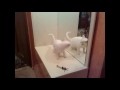 /04db5e45c9-cats-vs-mirrors