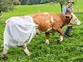Nappy-Wearing Cows: Bavarian Farmer Puts Nappies On His Cows
