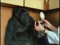 /f95d1d8096-koko-der-sprechende-gorilla-18