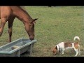 Jack Russell vs Horse!