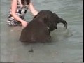 **  Kleiner Elefant badet im Meer.  **