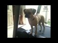 /3a8b5adf62-puggle-walks-sideways