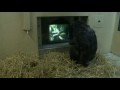 /075202a070-das-chimpcam-projekt-5-von-6