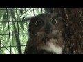 Epic Owl